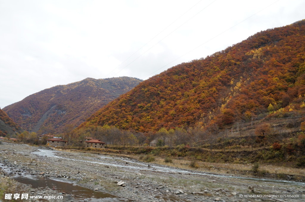 四川旅游  黑水彩林