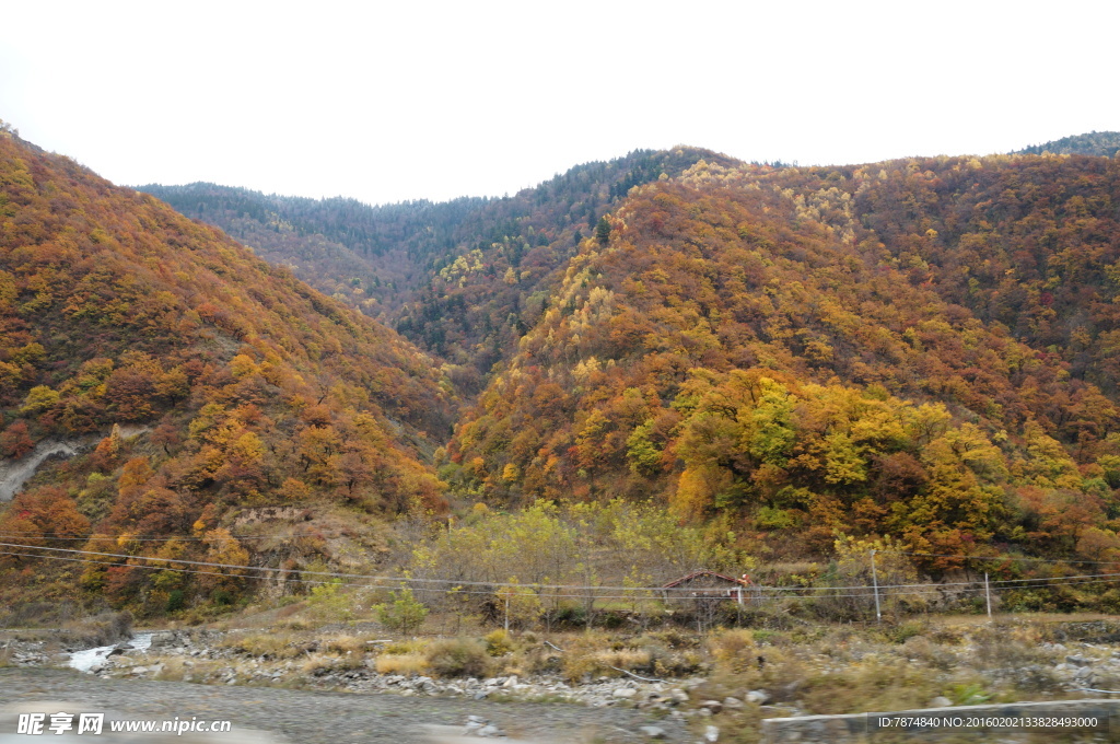 四川旅游  黑水彩林