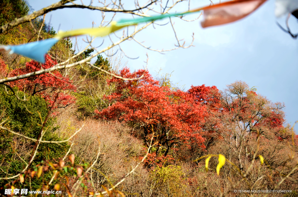 老君沟红叶