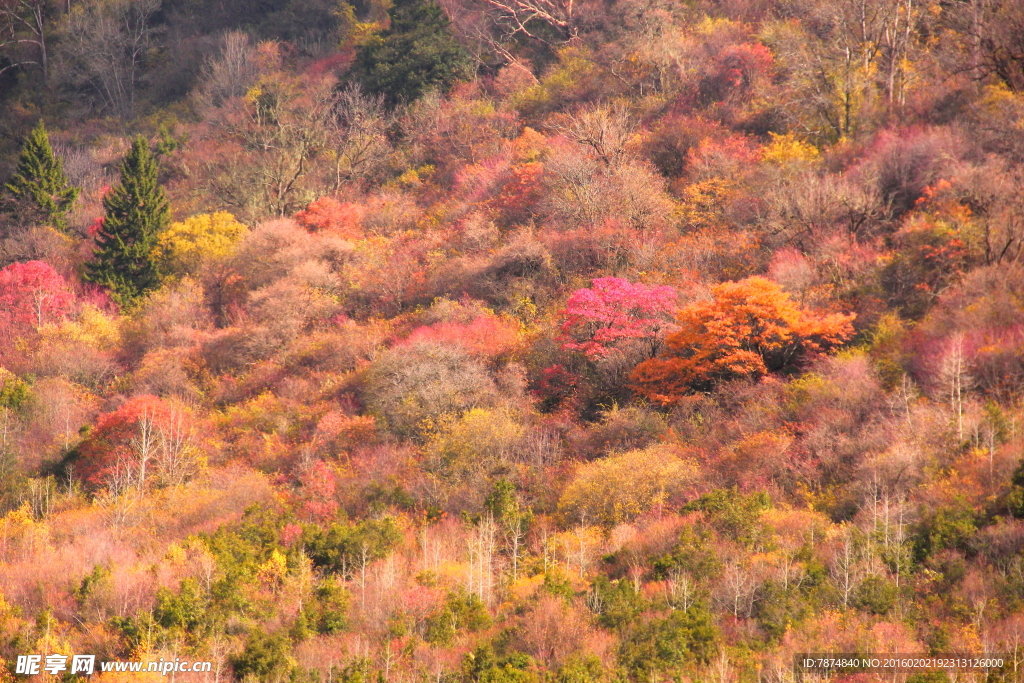 老君沟红叶
