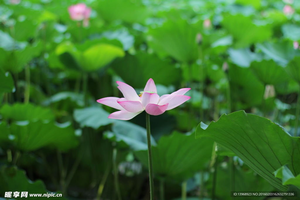 荷花