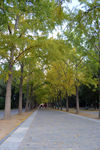 银杏树