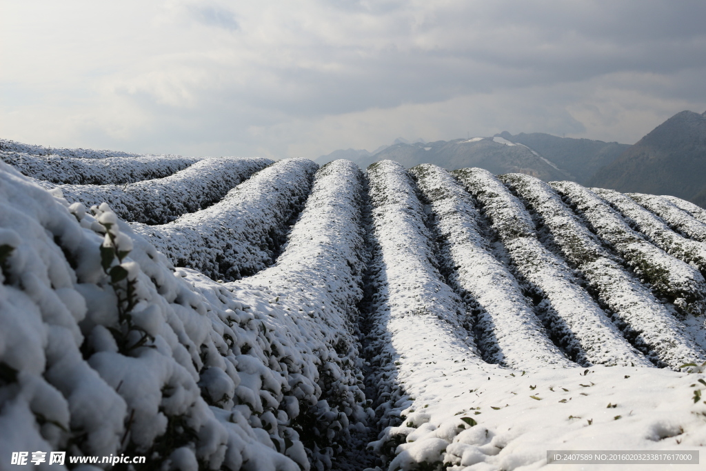 雪中茶树