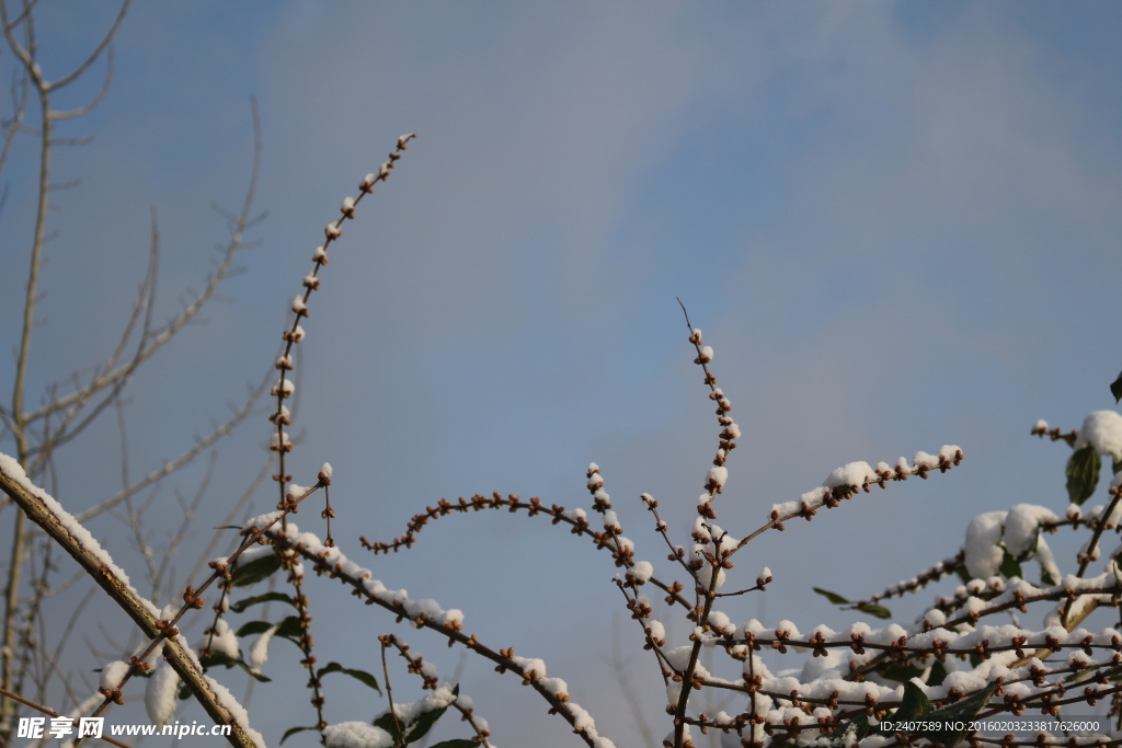 雪中树枝