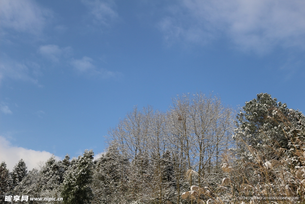 雪景