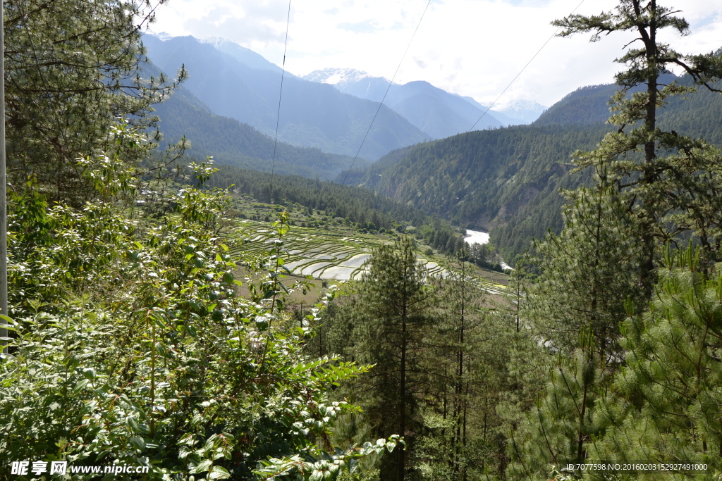 茂密山间