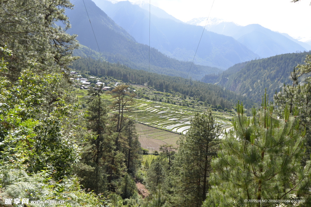 山间茂密