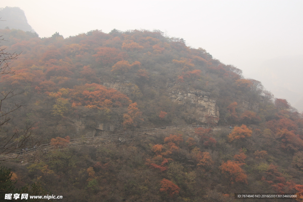 坡峰岭红叶