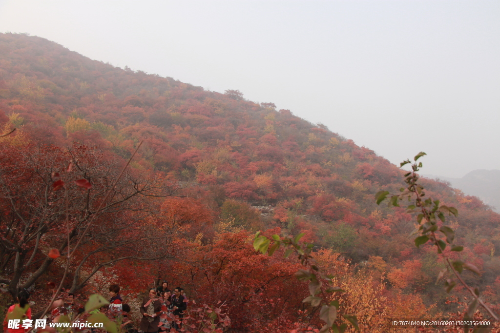 坡峰岭红叶