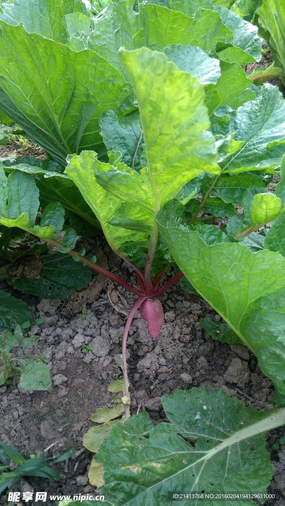 蔬菜地