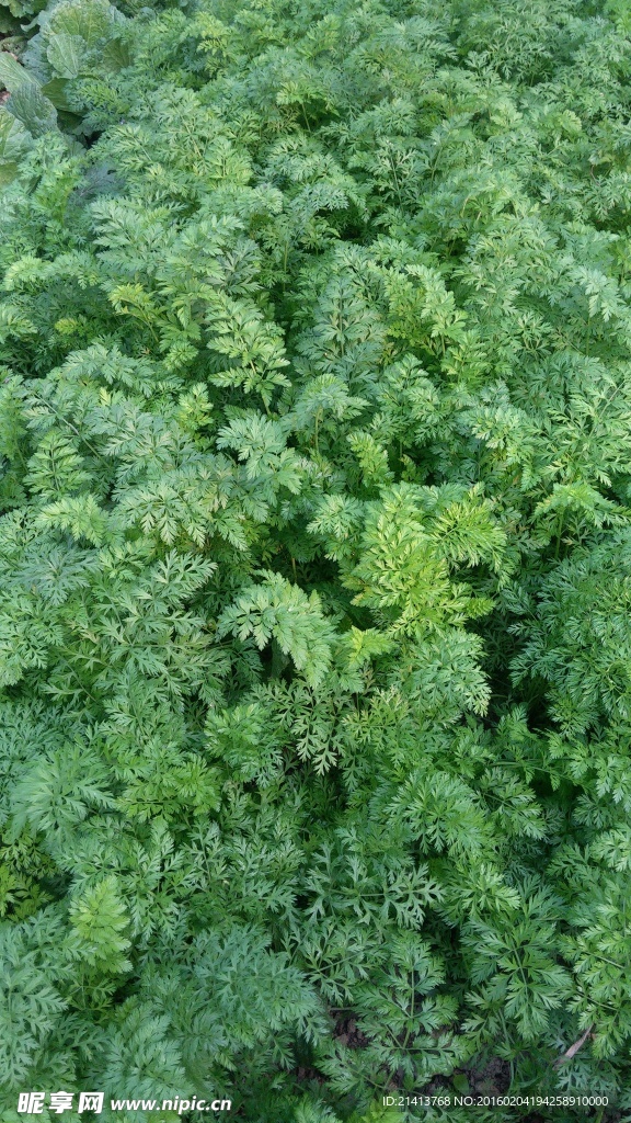 蔬菜地
