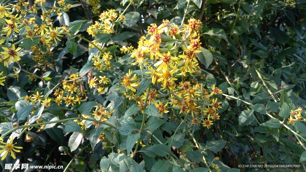 迎春花