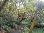 空山新雨后