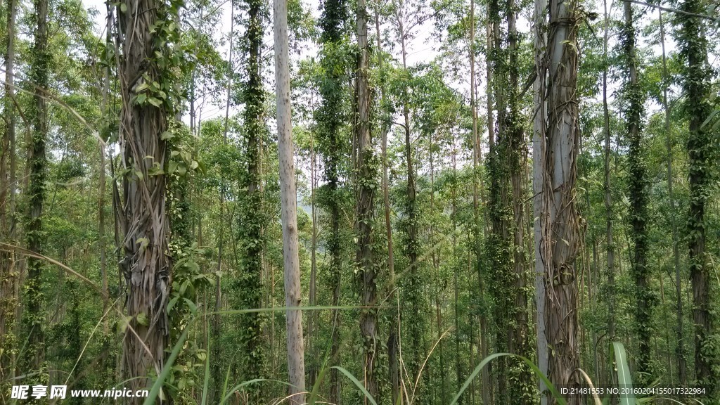 森林