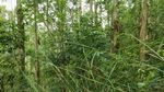 茂密丛林