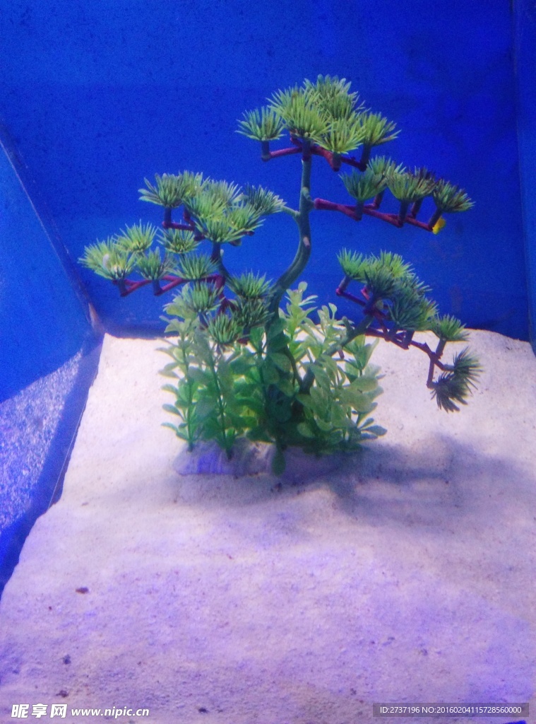 鱼缸
