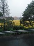 田园