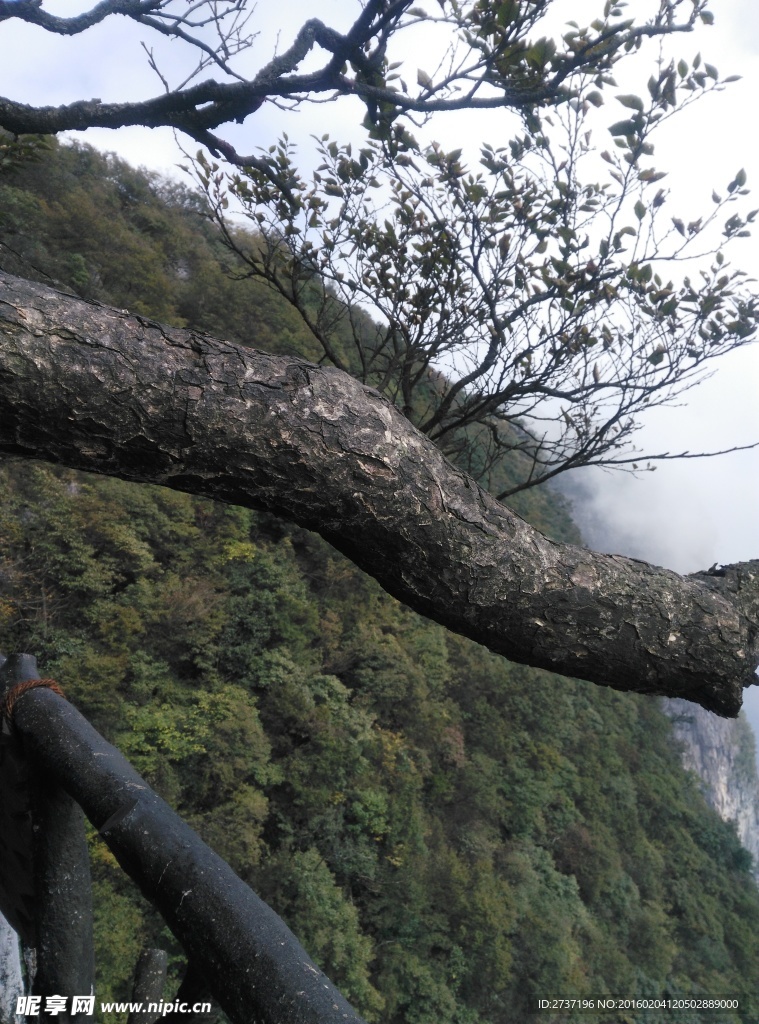 天门山森林公园