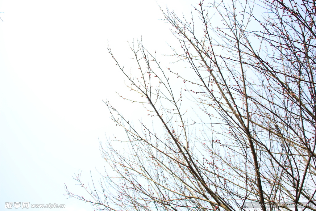 梅花