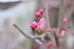 石榴花花蕊