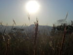 阳光里的野草
