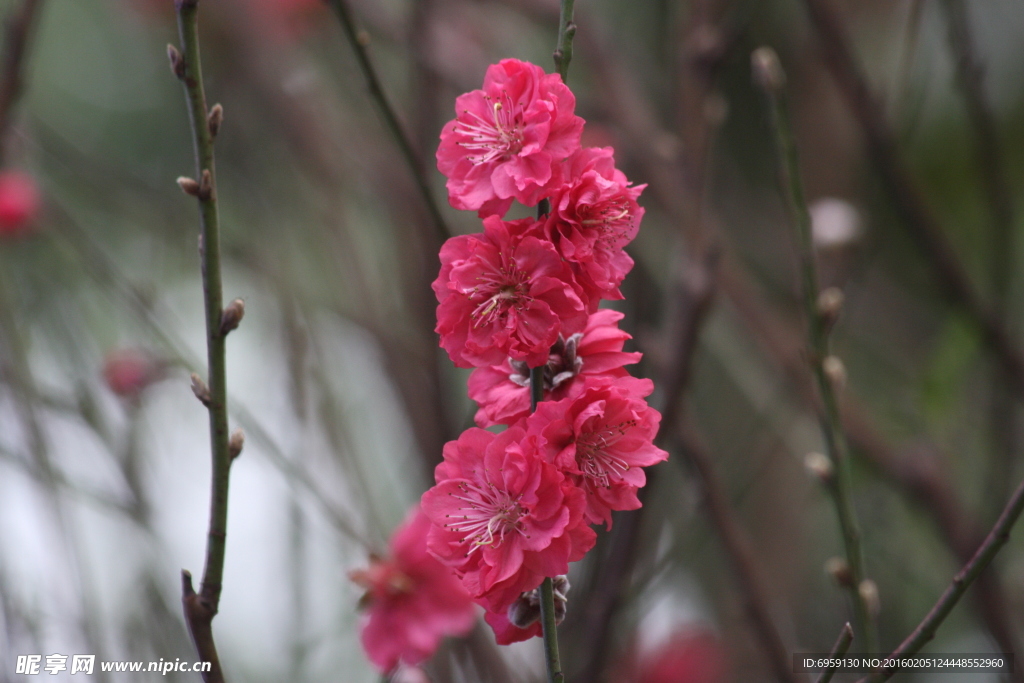 桃花
