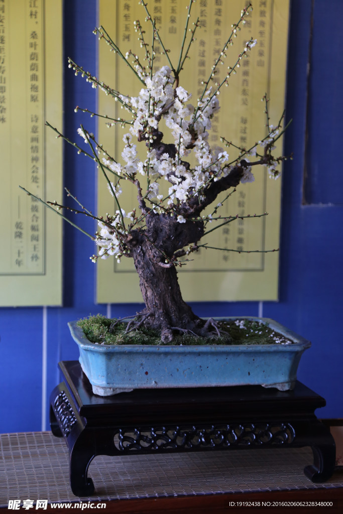 梅花