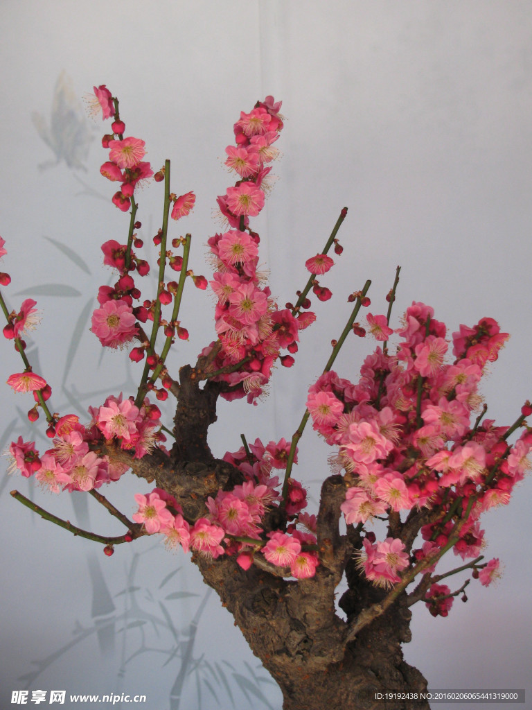 梅花