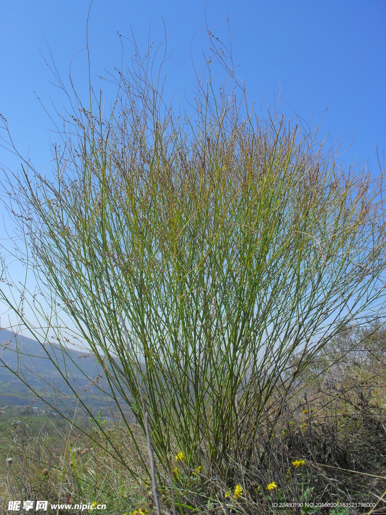绿色杆状植物图片