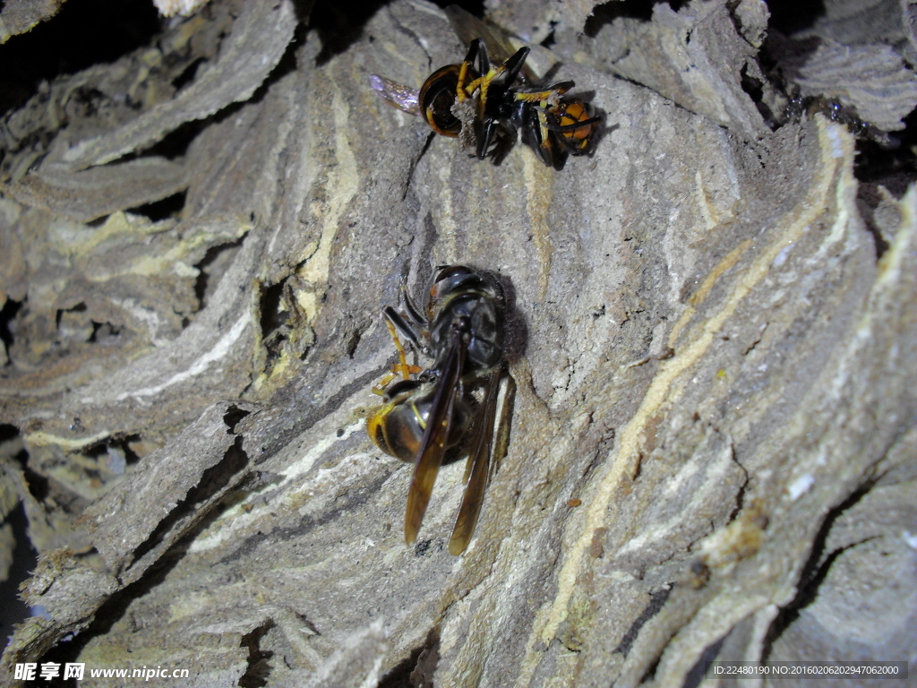 Pszczoła Wiosna Natura - Darmowe zdjęcie na Pixabay - Pixabay