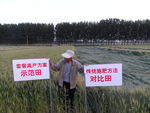 小麦抗倒伏