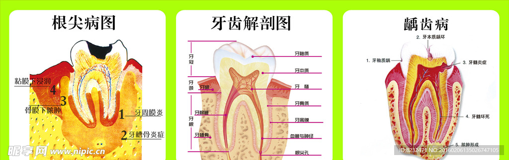 口腔解剖图