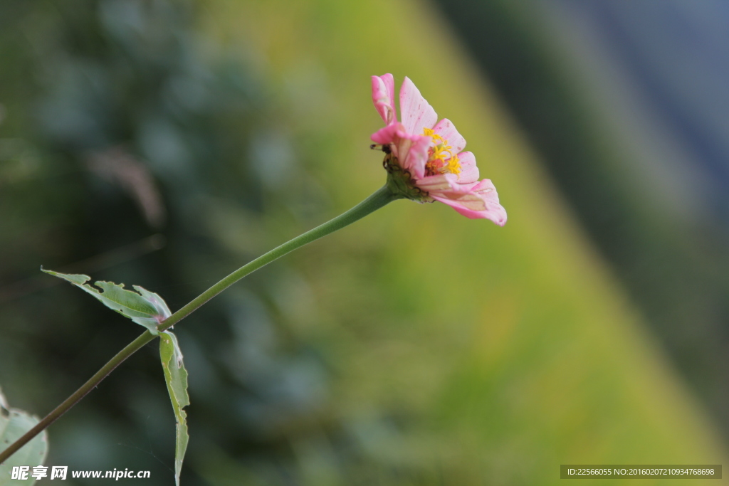 粉色花 夏天花