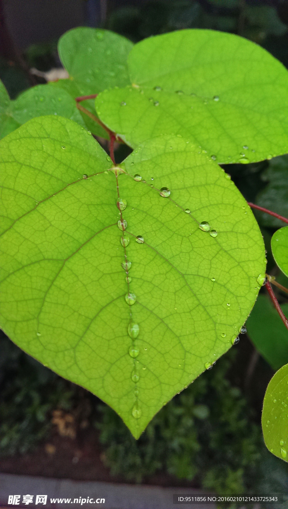 微雨