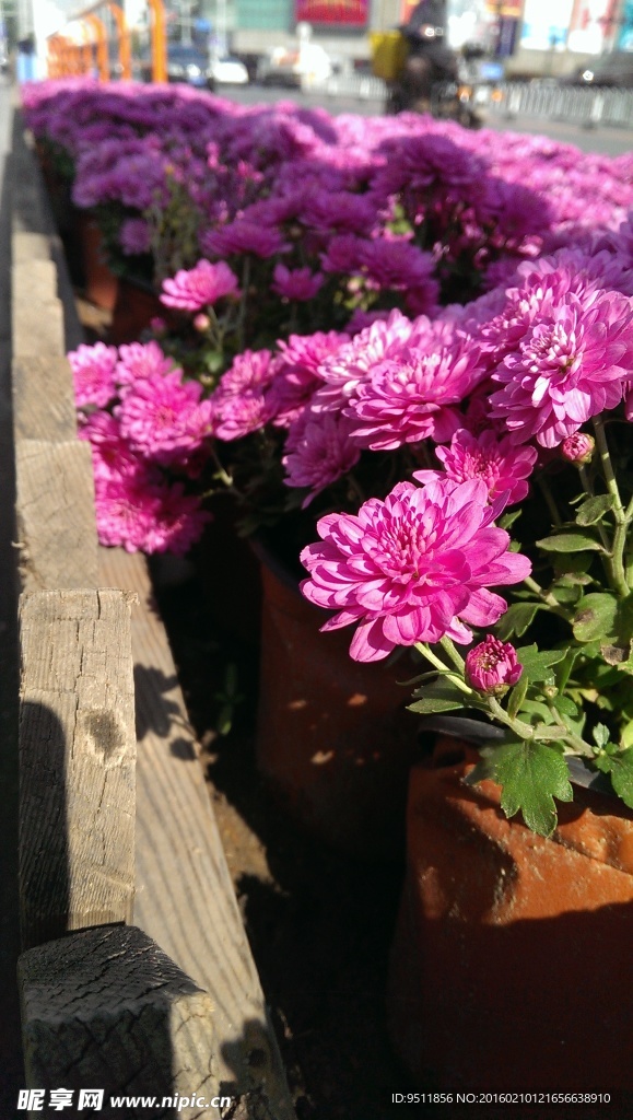 行道花
