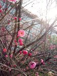 红梅树