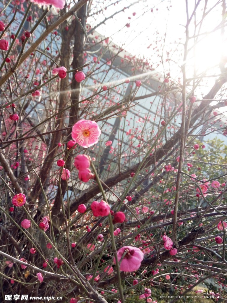 红梅树