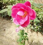 月季花