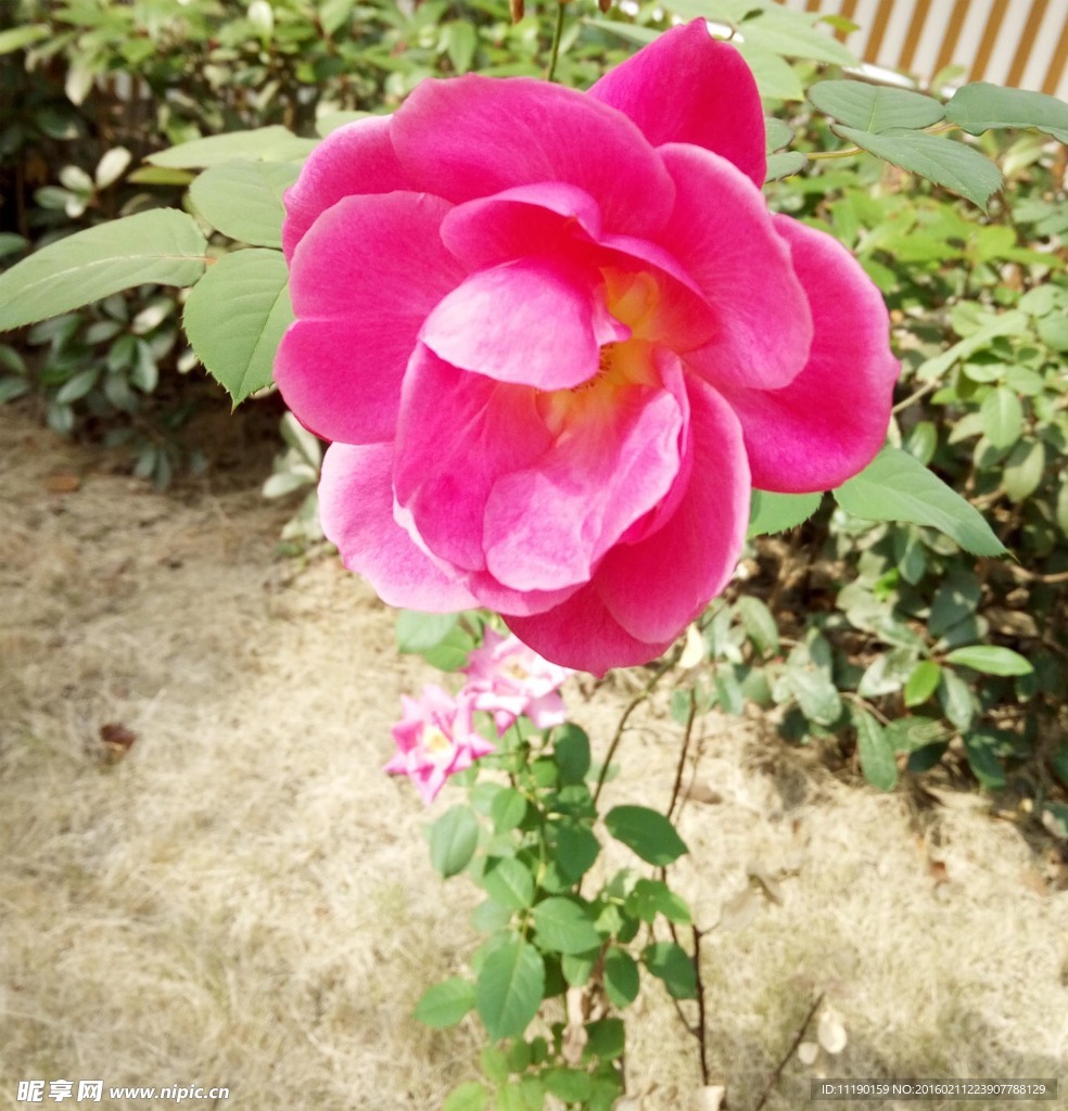 月季花