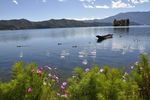 格桑花湖光风景