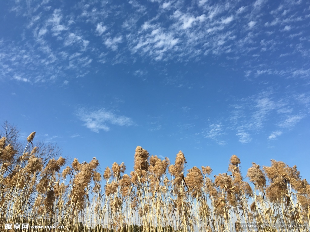 阳澄湖边芦苇荡