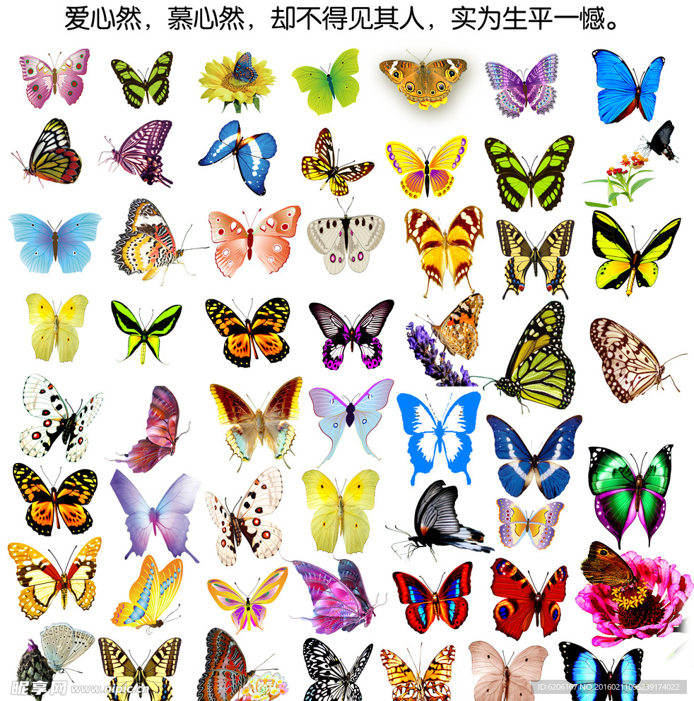 蝴蝶