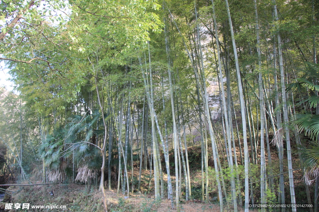 竹林