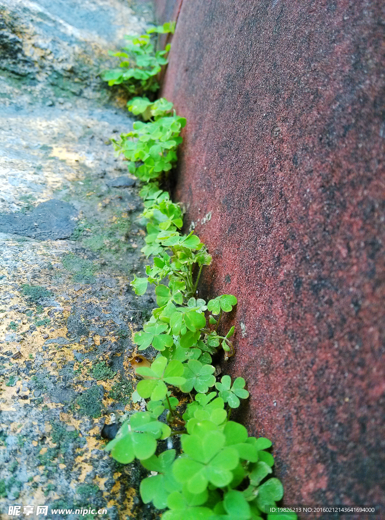 幸运草 小草