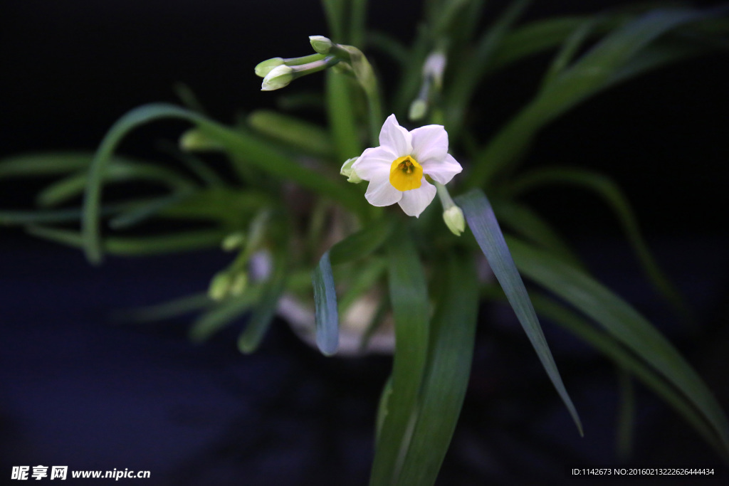 水仙花开