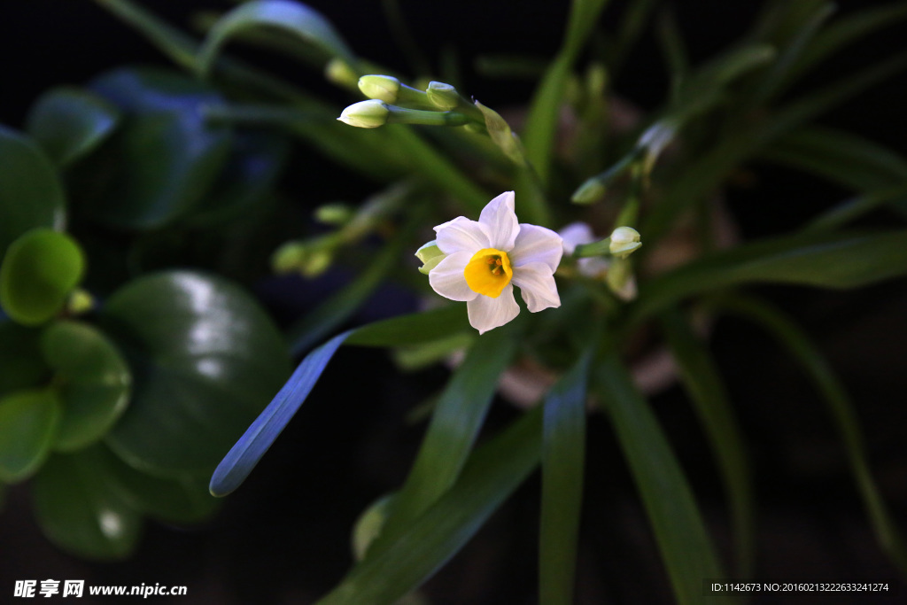 水仙花卉