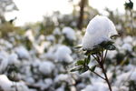 棉花 雪球