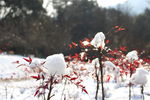 阳光下的雪球