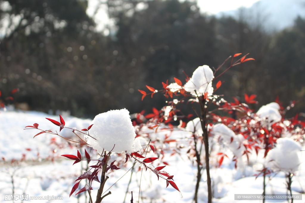 阳光下的雪球