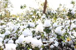 雪球 棉花